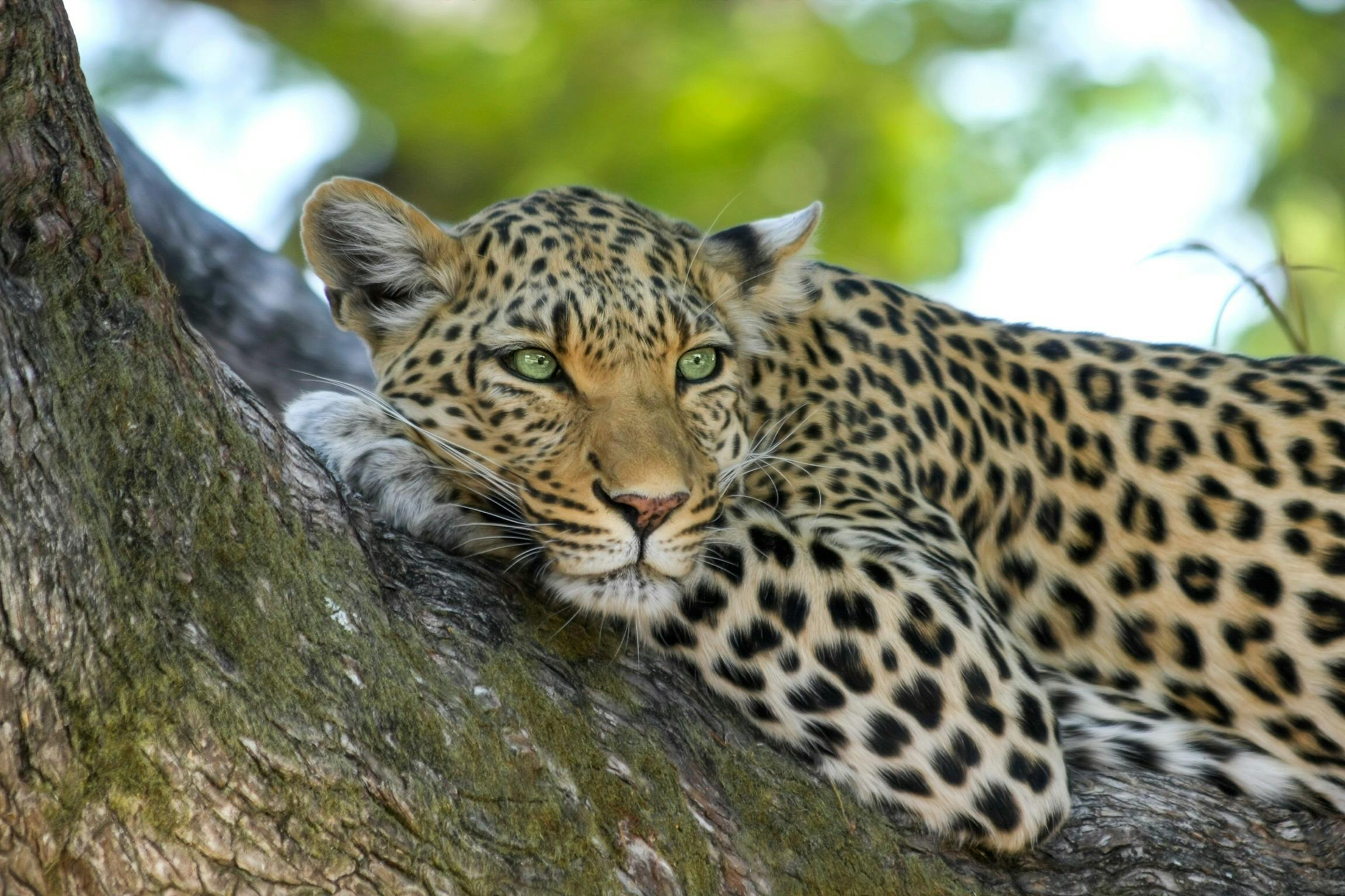Wild Animals Photos, Download The BEST Free Wild Animals Stock