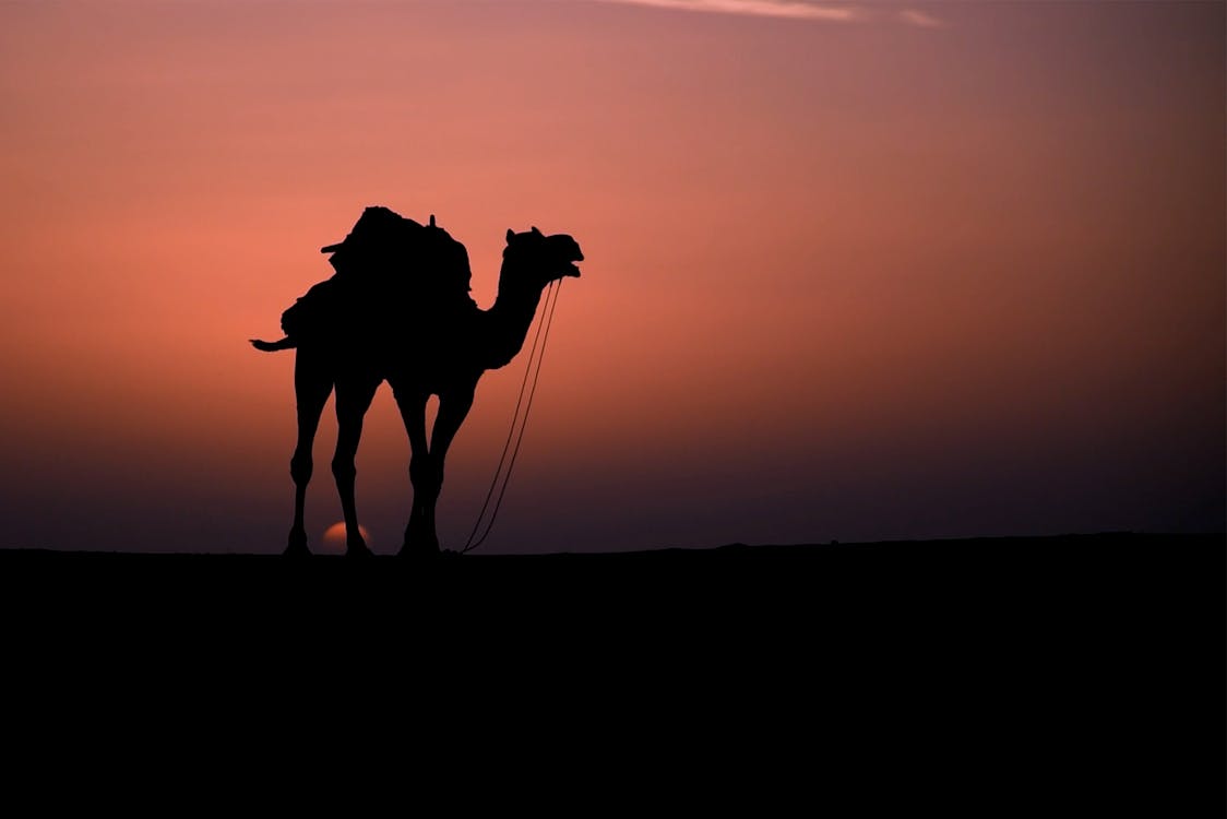 Бесплатные стоковые фото на тему верблюд, животное, закат, пустыня, силуэт