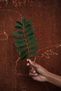 Crop anonymous ethnic person demonstrating delicate thin plant stem with green leaves against grunge building wall