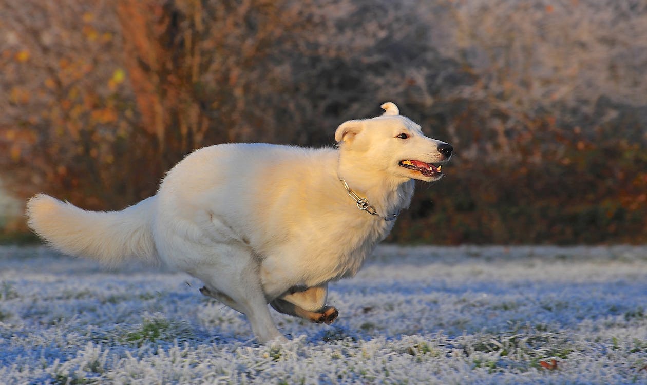 Gratis lagerfoto af berger blanc suisse, dyr, forkølelse