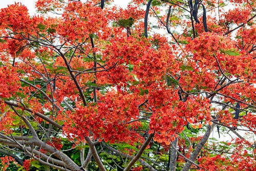 Immagine gratuita di albero, bellissimo, fiori