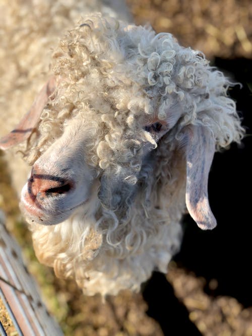 White Sheep in Close Up Photography