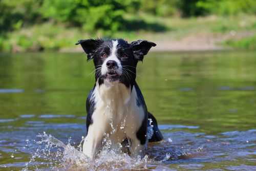 Free Black and white Border Collie playing in a river on a sunny day outdoors. Stock Photo