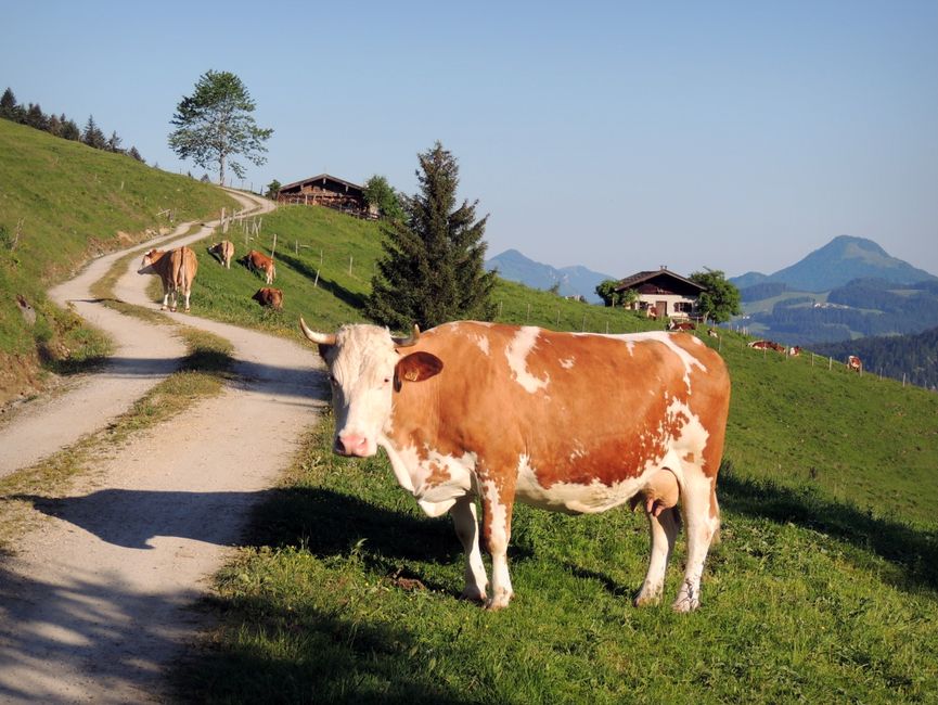 A brown and white cow stands on vibrant green grass in the idyllic Austrian countryside at Walchsee, Tirol.