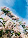 春天，粉色的美丽樱花在清澈的蓝天下绽放