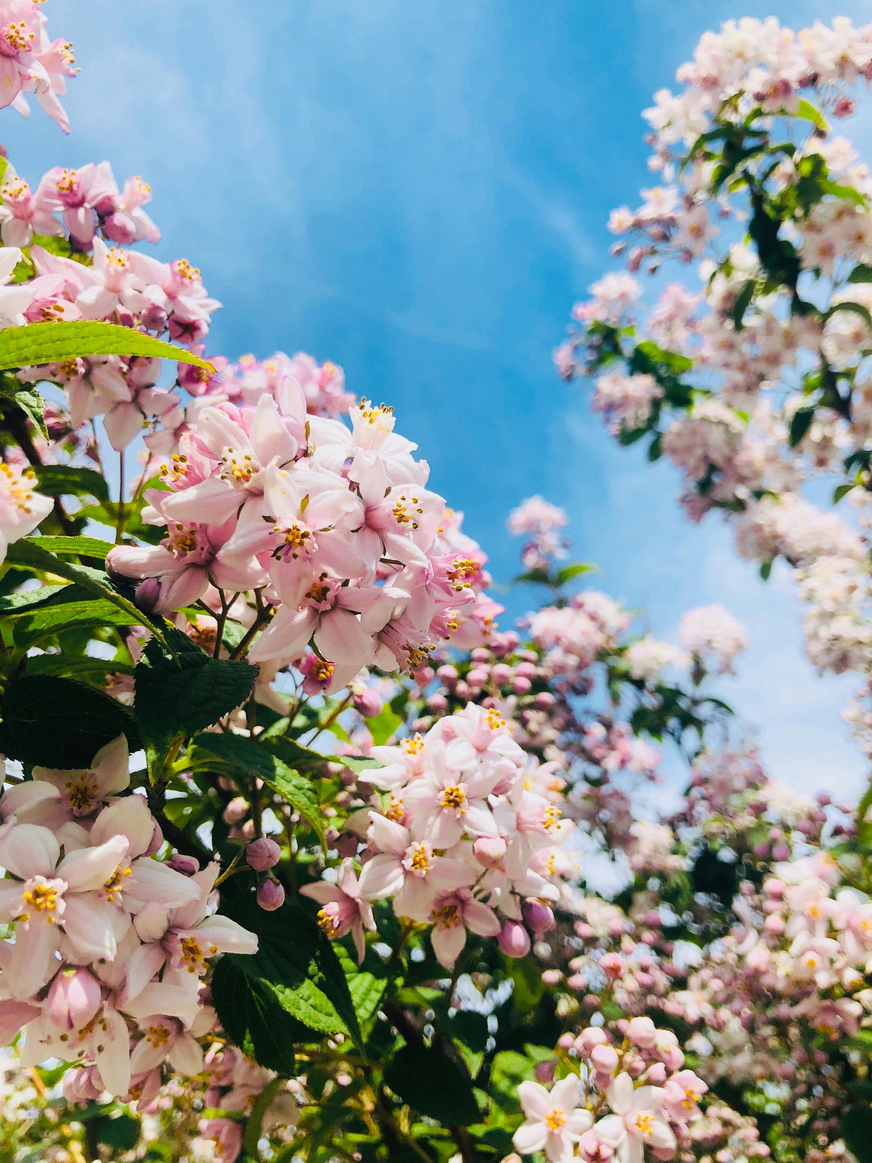 特写镜头中，充满活力的粉红色樱花映衬着清澈的蓝天，象征着春天的宁静