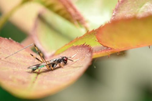 คลังภาพถ่ายฟรี ของ buglife, ธรรมชาติ, เป็นโรคจิต