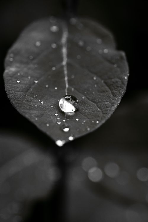 Free Black and white closeup young plant leaf covered with fresh dew drops in garden Stock Photo
