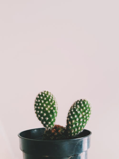 Black plastic pot with green thorny cactus growing near white wall in daylight