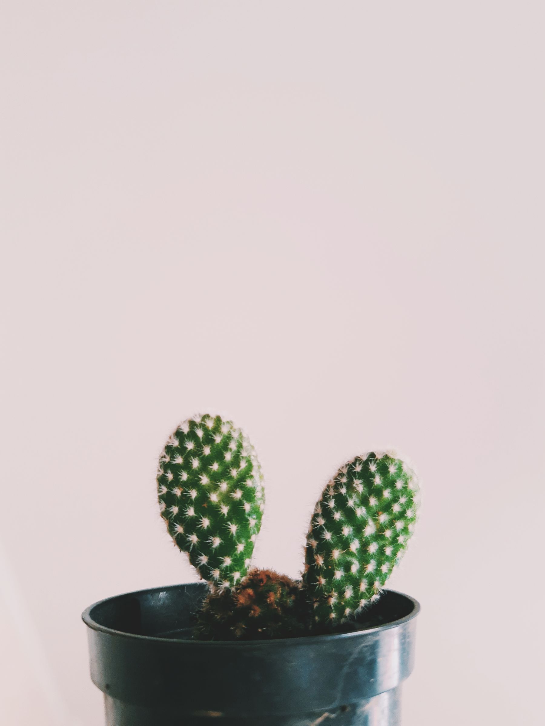 Prickly pear cactus in a dark planter