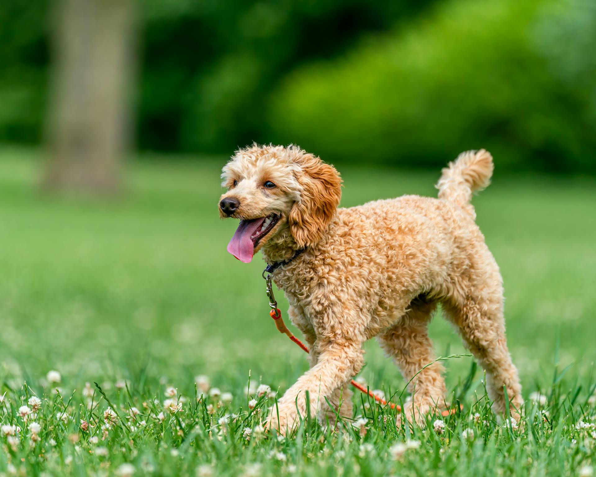 Content dog walking on grass meadow in park