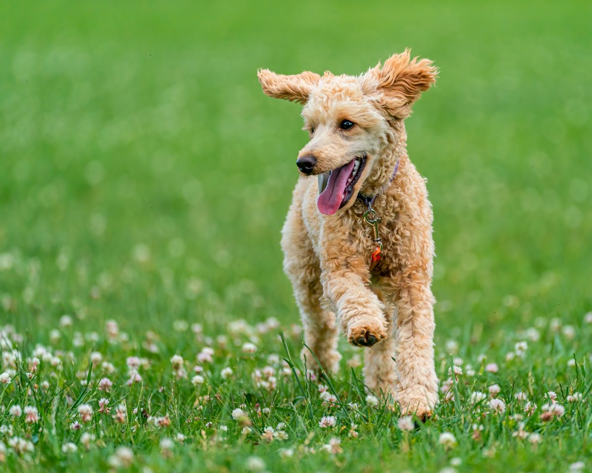 A poodle runs across a green field, showing the normal, bright life a good nighttime system is meant to protect.