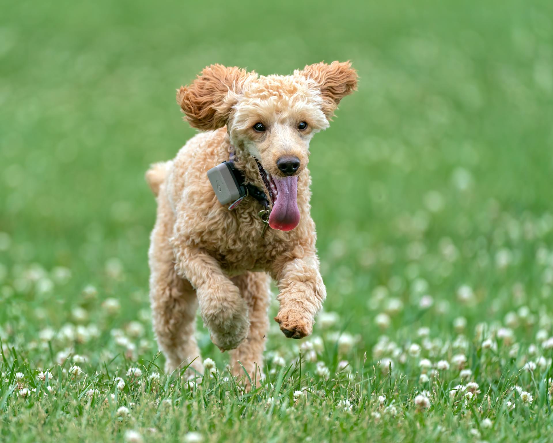 Playful Poodle with collar running with tongue out on bright green lawn with blossoming flowers and looking away