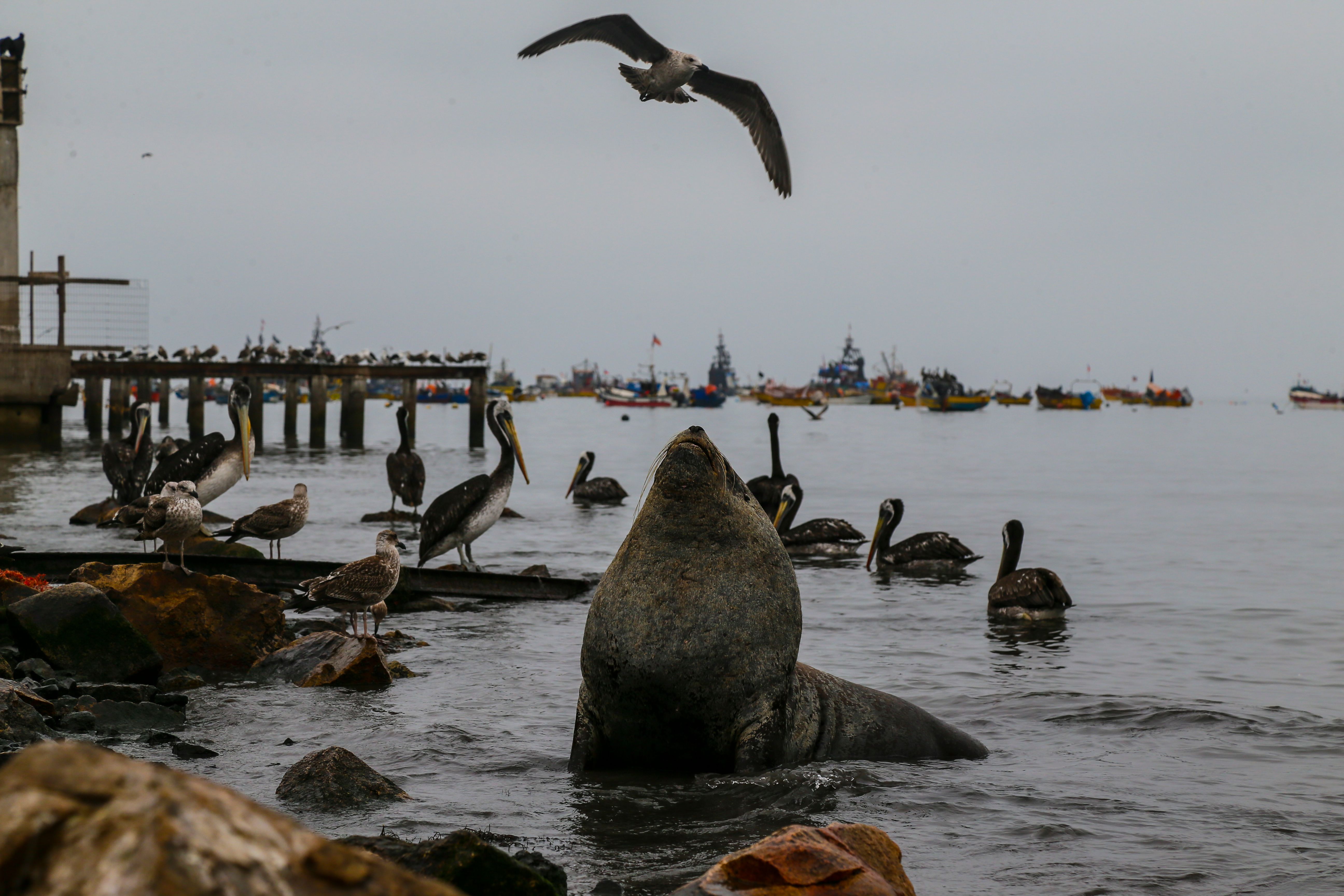Wildlife including a sea lion and seabirds in Coquimbo, Chile harbor.