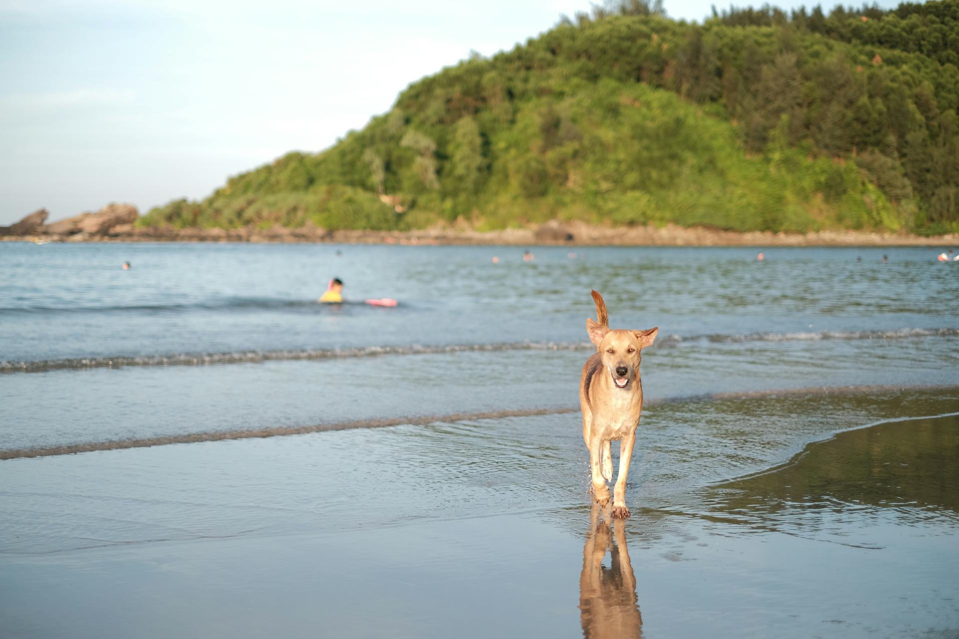 A Brown Short Coated Dog on Wet Shore