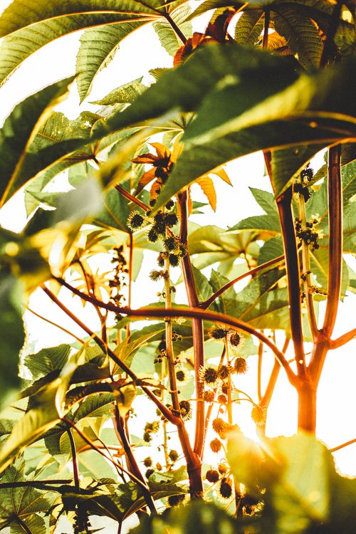 Free Vibrant green leaves with sunshine filtering through, creating a natural, earthy atmosphere. Stock Photo