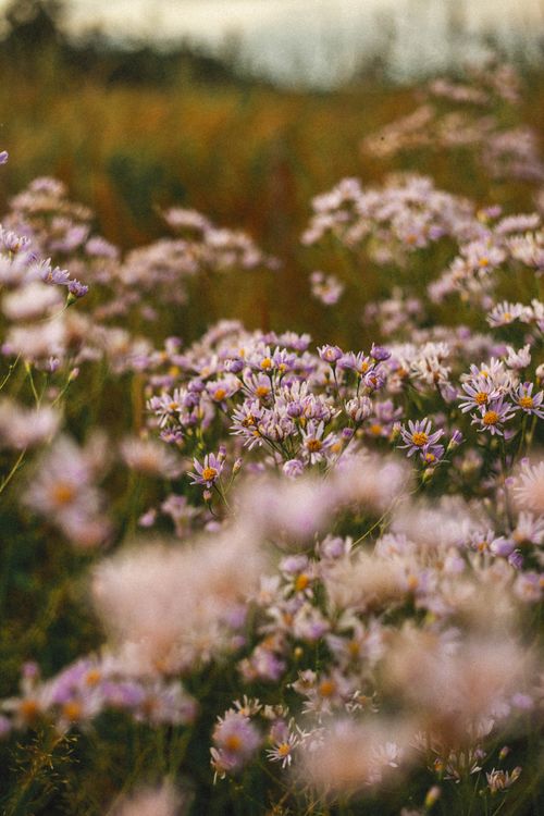 Free A serene field of wildflowers in soft focus captures the essence of autumn beauty. Stock Photo