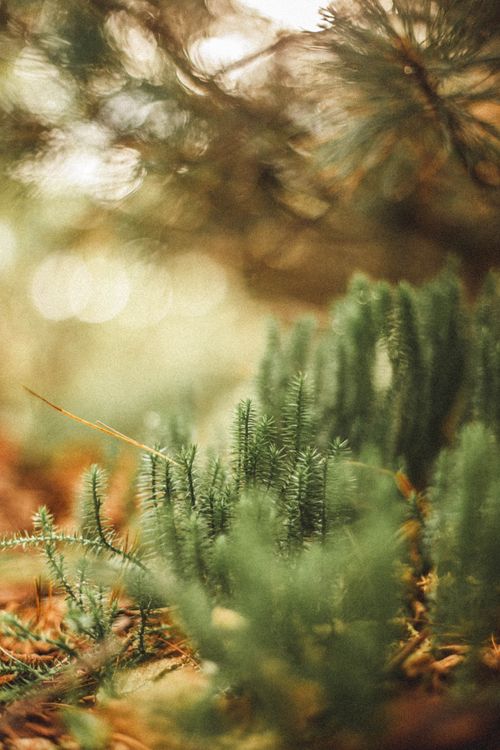 Free Serene close-up of lush green plants in a forest with soft light and bokeh effect. Stock Photo