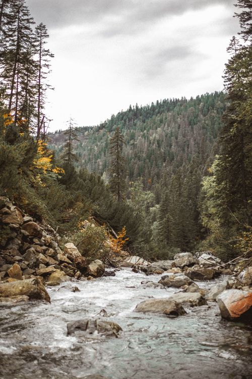 Free Serene stream flows through rocky forest landscape in misty mountains. Stock Photo