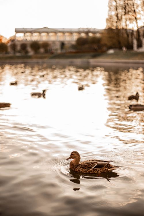 Free A beautiful duck peacefully floating in a reflective pond with blurred architectural background under golden light. Stock Photo