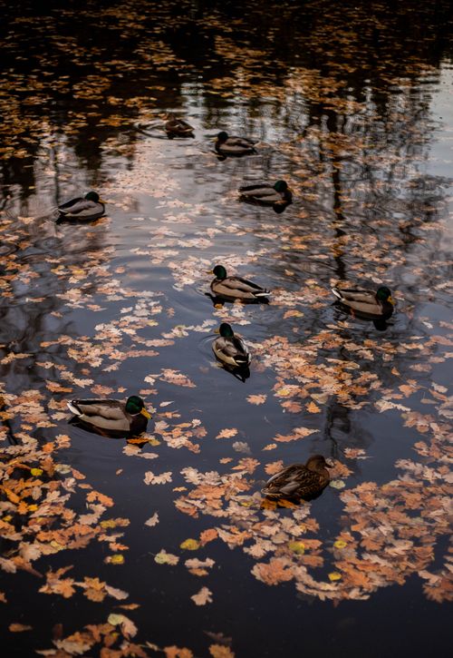 Free Peaceful scene of mallard ducks swimming among fallen leaves on an autumn pond Stock Photo