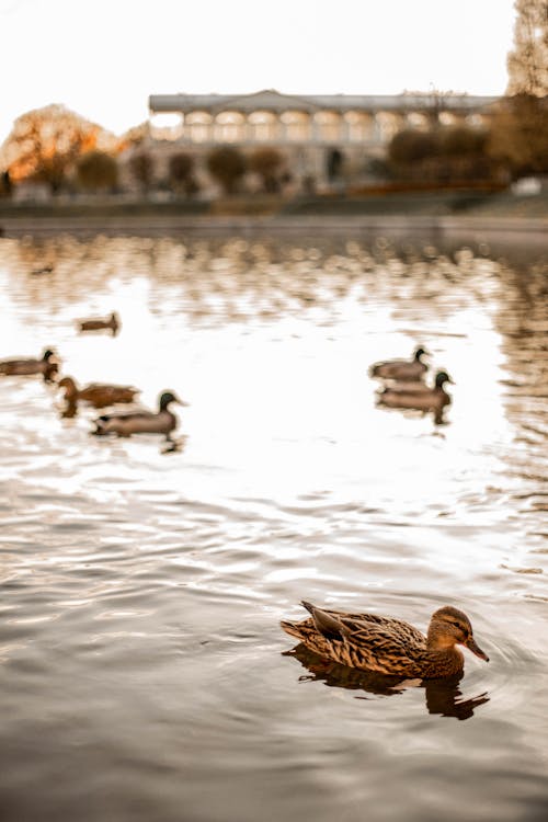 Flock of Brown Mallard Ducks on Water