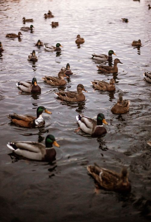 Free A vibrant group of mallard ducks floating peacefully on a lake surface captured at twilight. Stock Photo