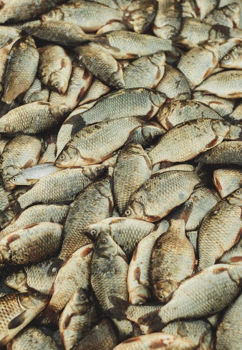 Free Newly Caught Fishes  Stock Photo