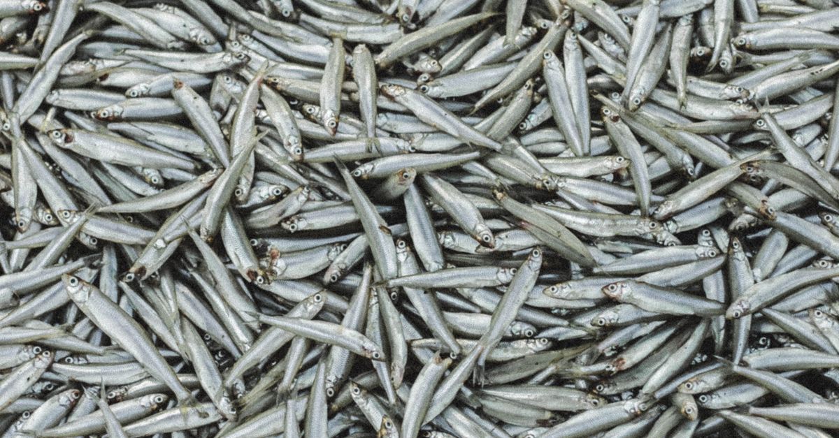 Long and Thin Fishes · Free Stock Photo