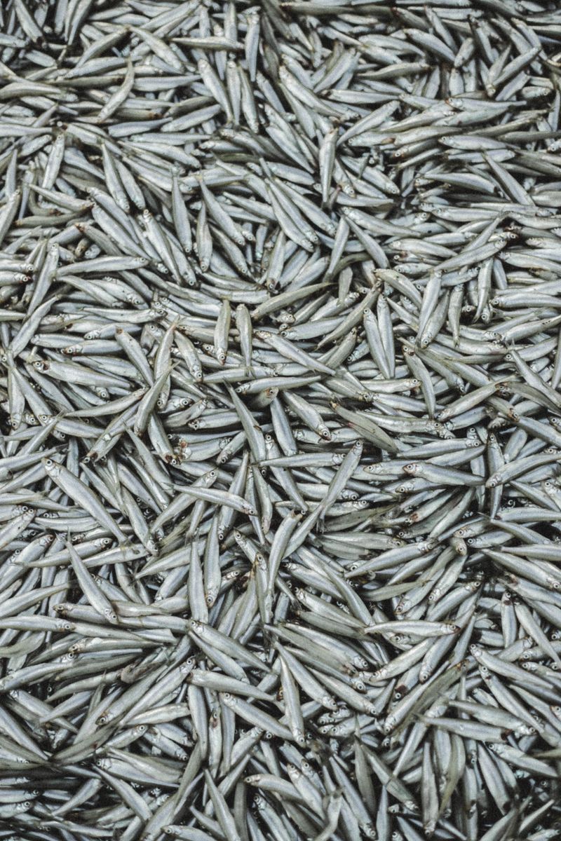 How to Get Rid of Silverfish