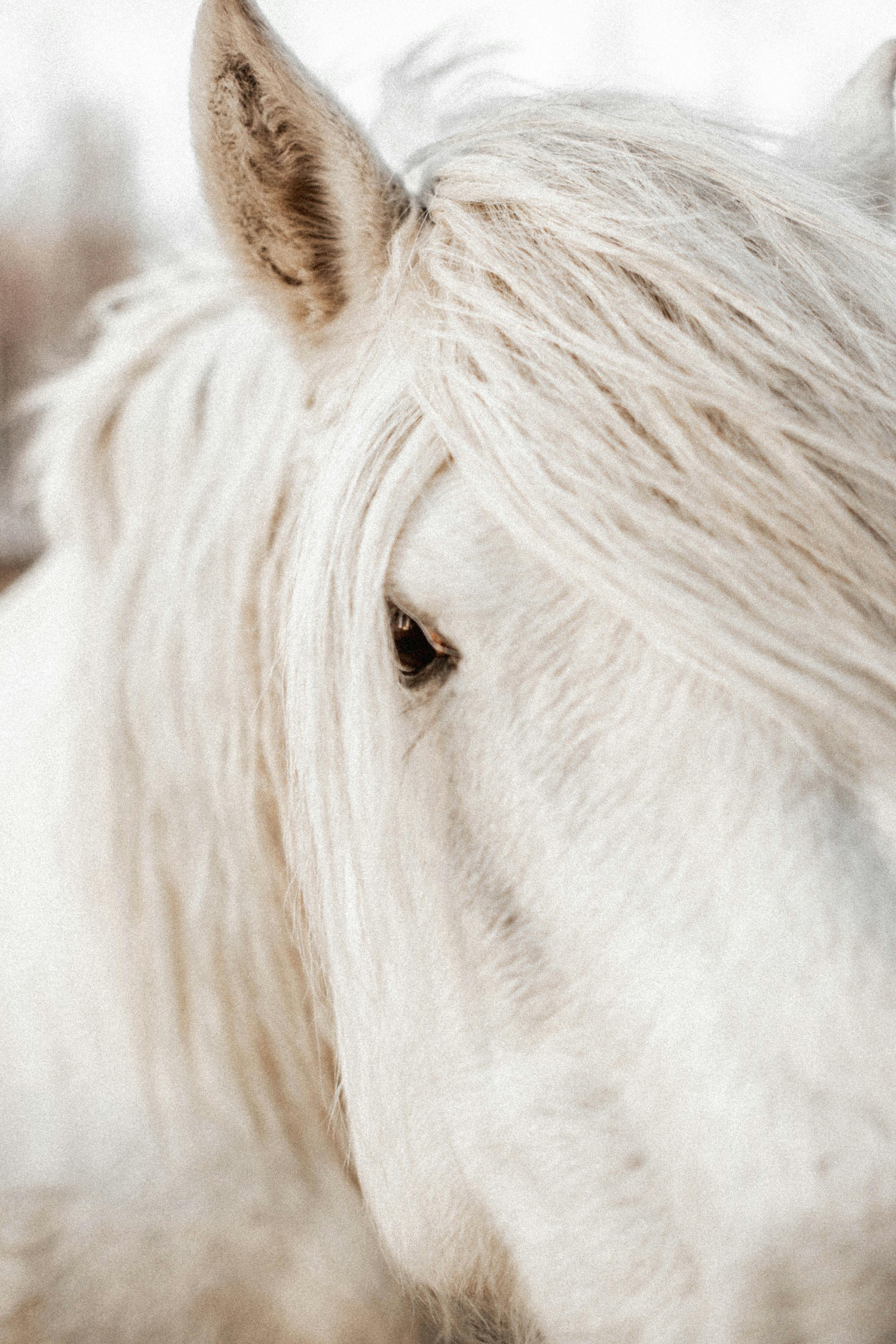 Intimate close-up of a white horse's eye highlighting its mane and gentle gaze.
