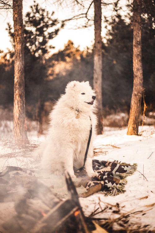 White Dog on a Snow Covered Ground