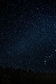 星空景色令人惊叹，下方树木的轮廓，非常适合夜空爱好者