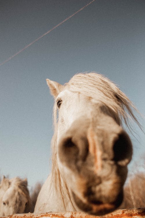 Close-Up Shot of a White Horse 