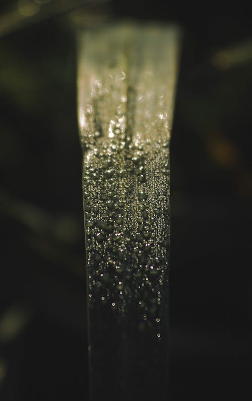 Water Droplets on Long Green Leaf 