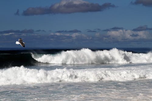 波, 海鳥の無料の写真素材