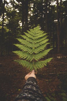 A person holds a lush green fern leaf in a serene forest setting, evoking tranquility and nature's beauty.