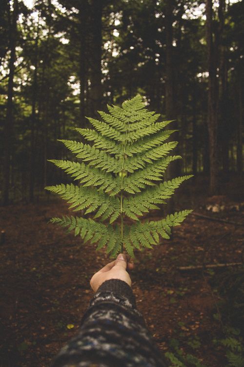 Free A person holds a lush green fern leaf in a serene forest setting, evoking tranquility and nature's beauty. Stock Photo