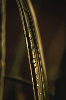 Captivating close-up of glistening water droplets on a single green leaf, illuminated by soft light.