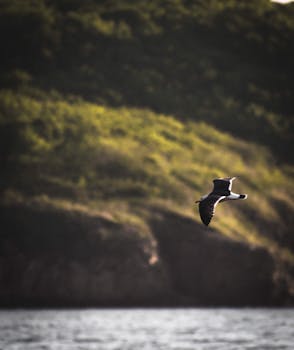 A seagull flying over the ocean against a hilly backdrop, captured at dusk.