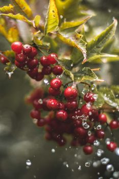 树枝上挂着水滴的红色浆果充满活力，展现出新鲜感和大自然的美丽