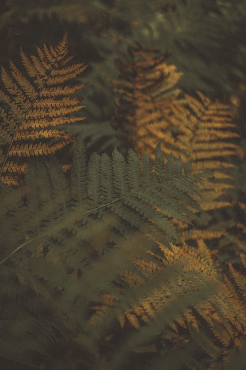 Green and Yellow Fern Leaves 