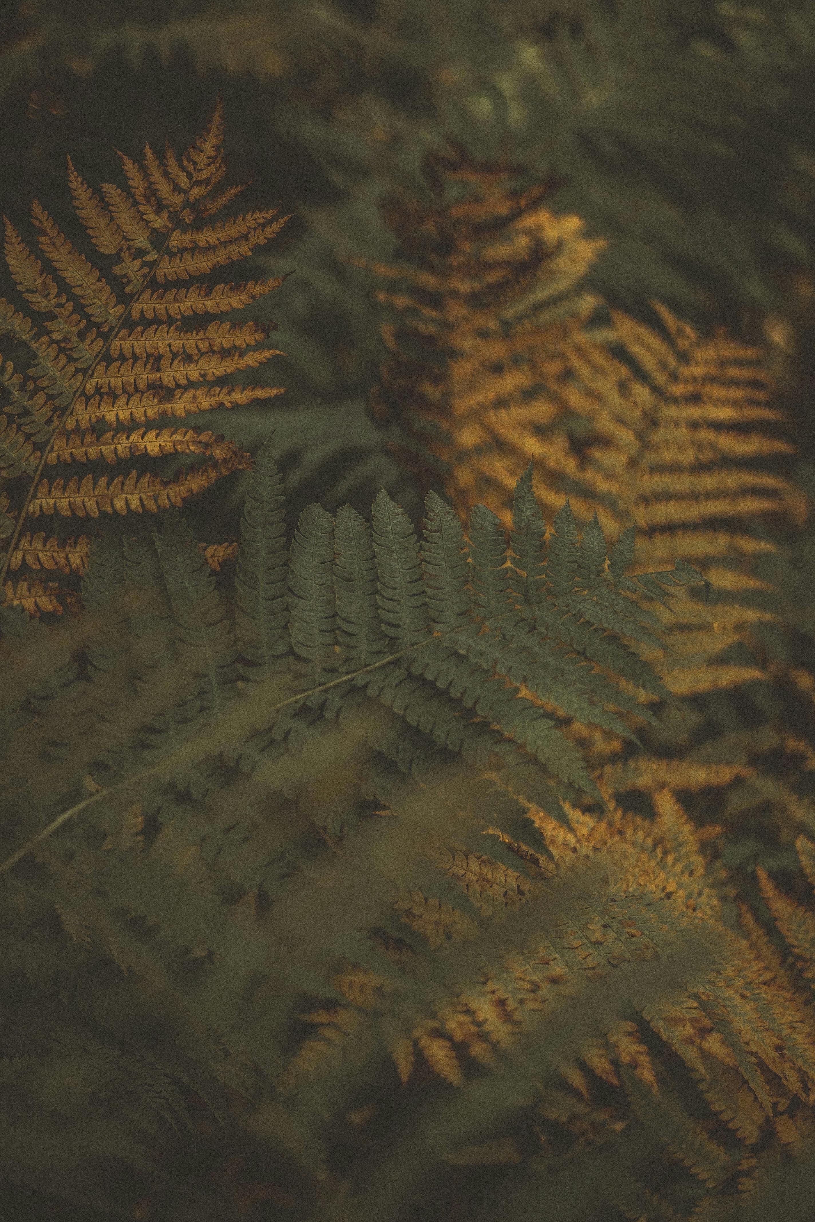 Photo of Green Fern Leaves · Free Stock Photo