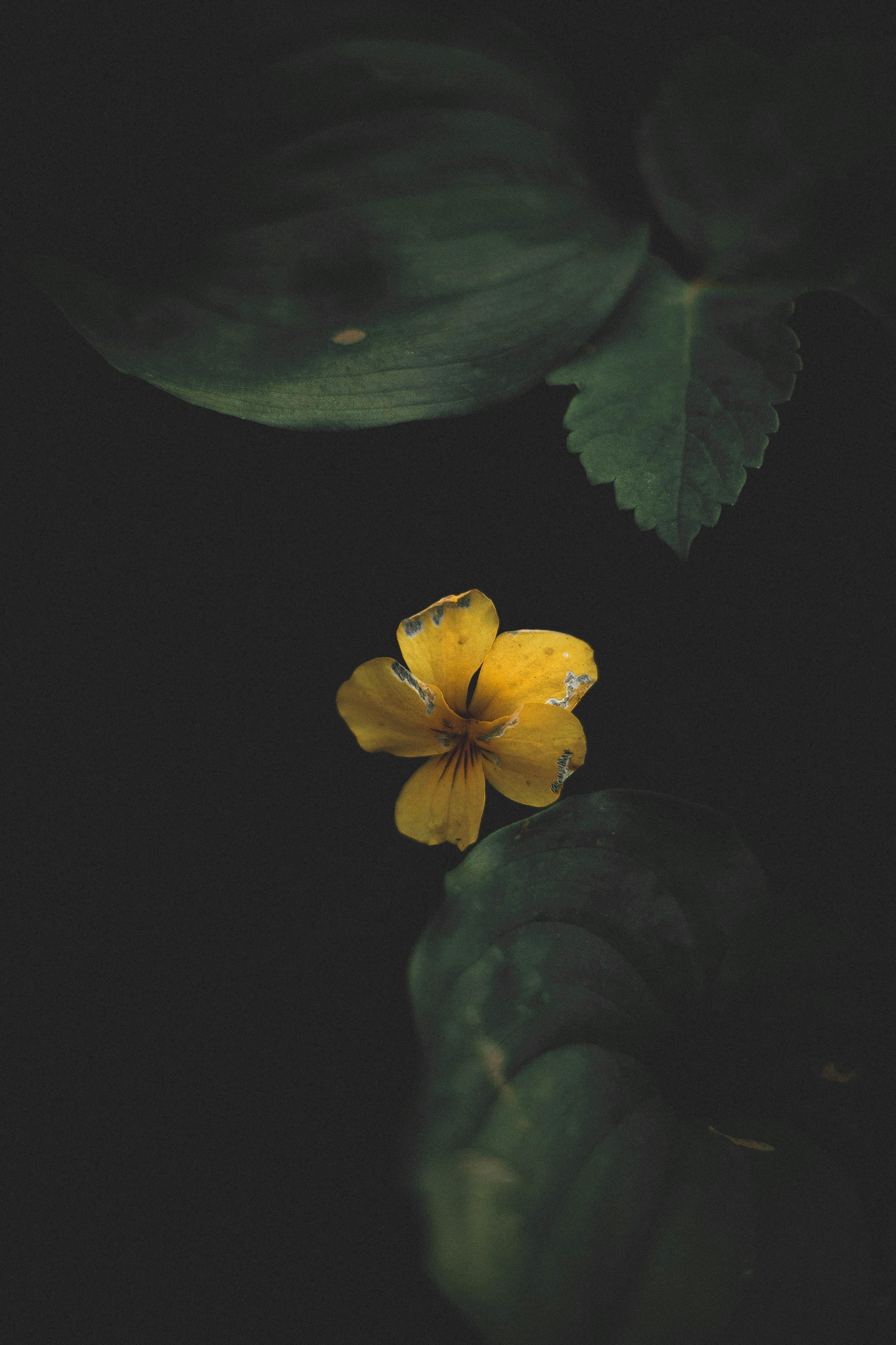 Yellow Flowers and Green Leaves · Free Stock Photo