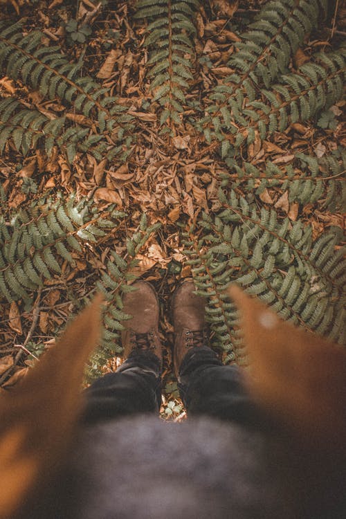 Бесплатное стоковое фото с вертикальный выстрел, листья, ноги