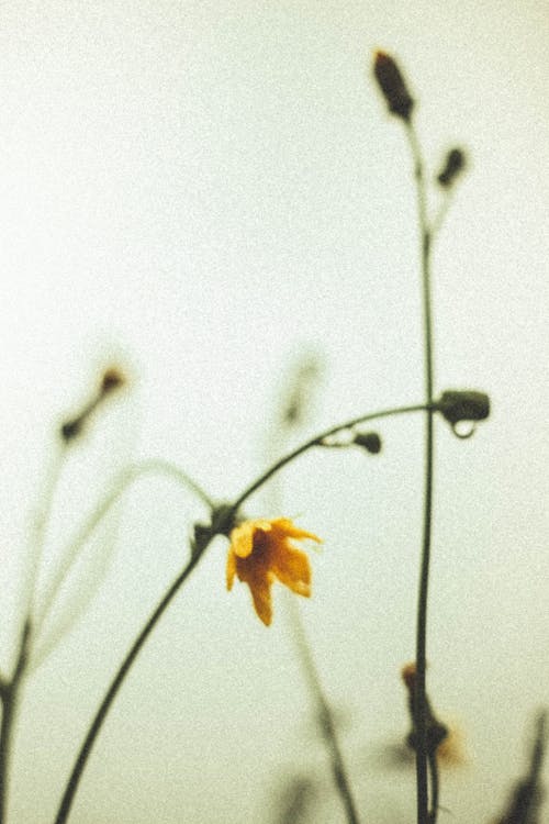 Blurry Photo of a Yellow Flower 