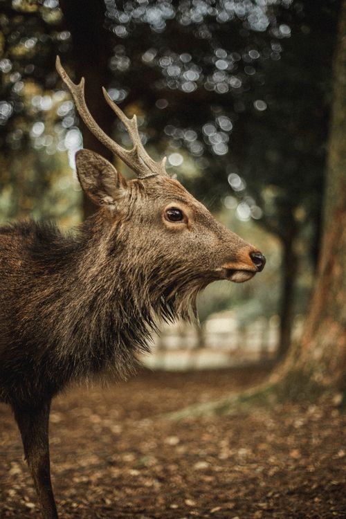 Free Side view of a sika deer in a forest, showcasing its antlers and natural habitat. Stock Photo