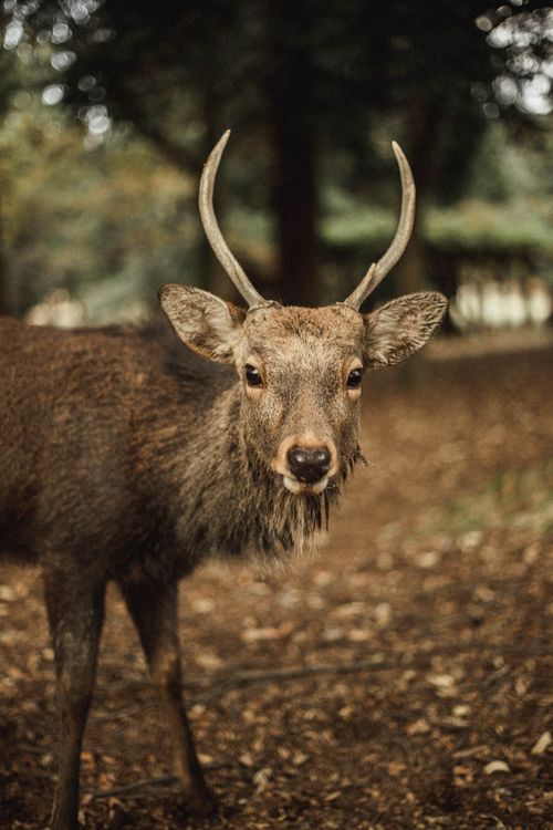 Free A close-up of a deer with antlers standing in a forest during fall. Natural wildlife photography. Stock Photo