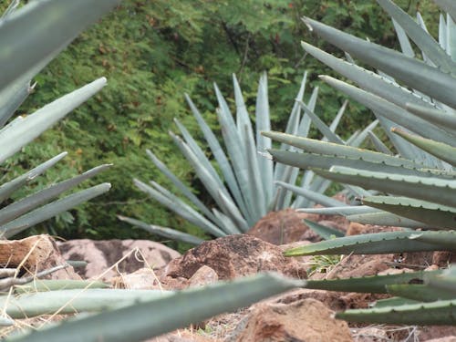 Free stock photo of agave