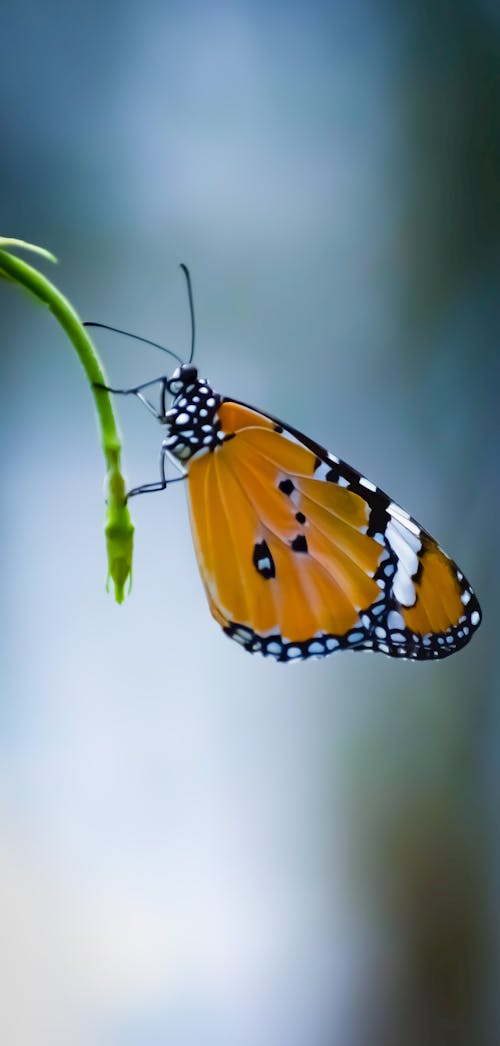 Základová fotografie zdarma na téma barevný, bod, botanický